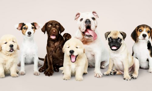 Puppy School in Northern Beaches: The Huge Benefits of Putting Your Puppy in School